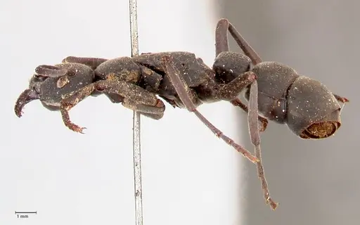 Platythyrea cribrinodis specimen FOCOL0839 image focol0839_3