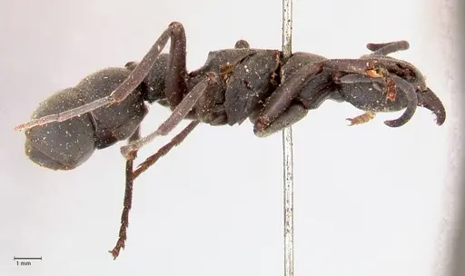 Platythyrea cribrinodis specimen FOCOL0839 image focol0839_4