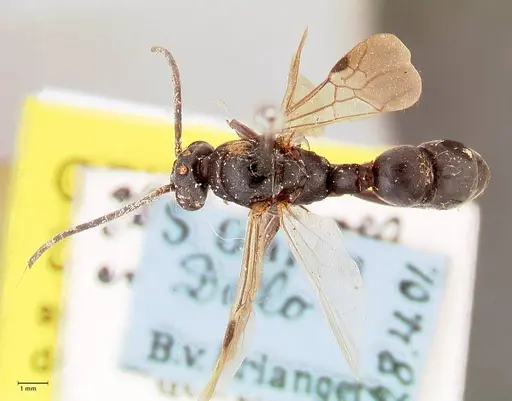 Platythyrea cribrinodis specimen FOCOL0840 image focol0840_1
