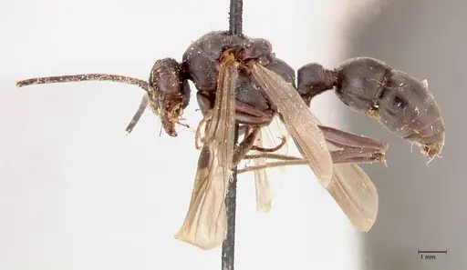 Platythyrea cribrinodis specimen FOCOL0840 image focol0840_3
