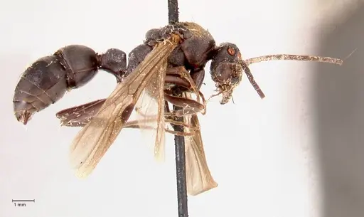 Platythyrea cribrinodis specimen FOCOL0840 image focol0840_4