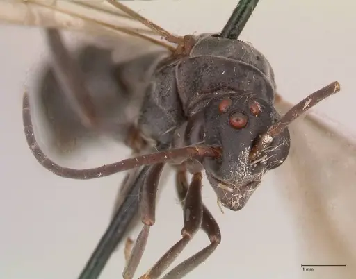 Platythyrea cribrinodis specimen FOCOL0841 image focol0841_2