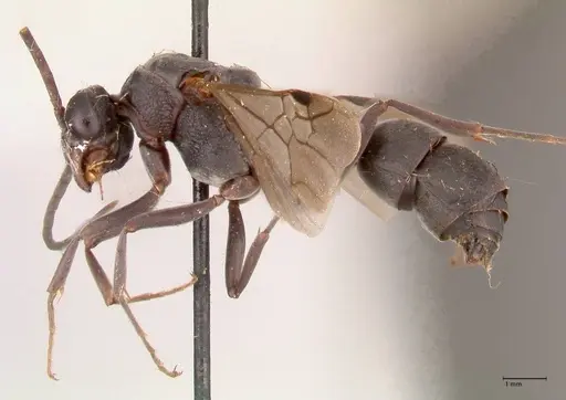 Platythyrea cribrinodis specimen FOCOL0841 image focol0841_3