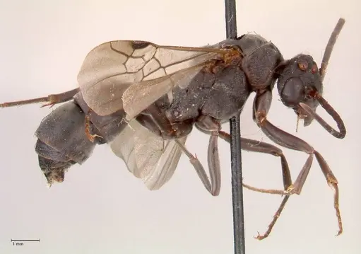 Platythyrea cribrinodis specimen FOCOL0841 image focol0841_4