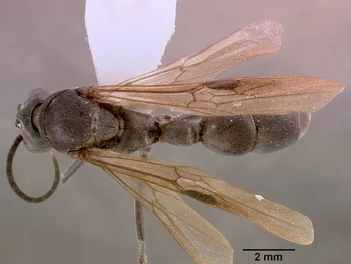 Platythyrea cribrinodis specimen SAM-HYM-C000337A image sam-hym-c000337a_1