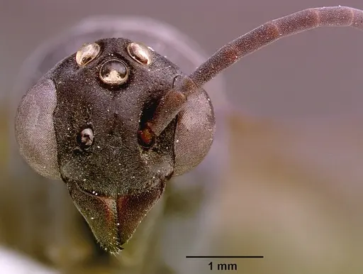 Platythyrea cribrinodis specimen SAM-HYM-C000337A image sam-hym-c000337a_2