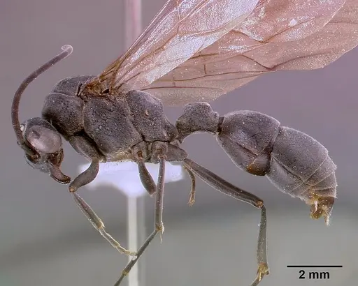 Platythyrea cribrinodis specimen SAM-HYM-C000337A image sam-hym-c000337a_3