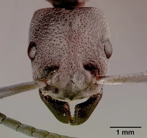 Platythyrea cribrinodis specimen SAM-HYM-C001104B image sam-hym-c001104b_2