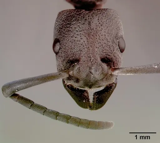 Platythyrea cribrinodis specimen SAM-HYM-C001104B image sam-hym-c001104b_3