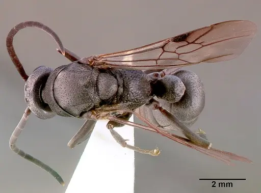 Platythyrea cribrinodis specimen SAM-HYM-C001105A image sam-hym-c001105a_1