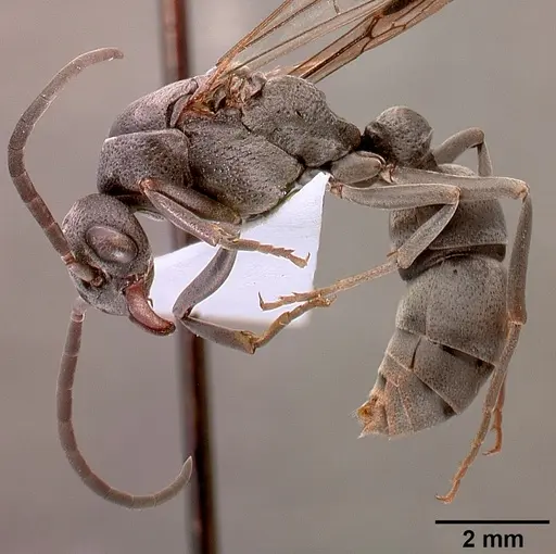 Platythyrea cribrinodis specimen SAM-HYM-C001105A image sam-hym-c001105a_3