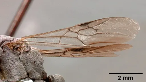 Platythyrea cribrinodis specimen SAM-HYM-C001105A image sam-hym-c001105a_4