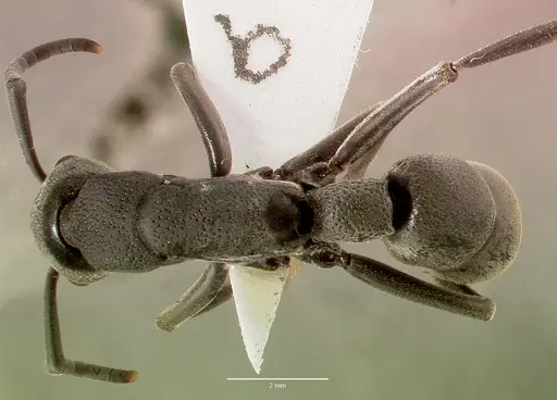Platythyrea cribrinodis specimen SAM-HYM-C005620A image sam-hym-c005620a_1