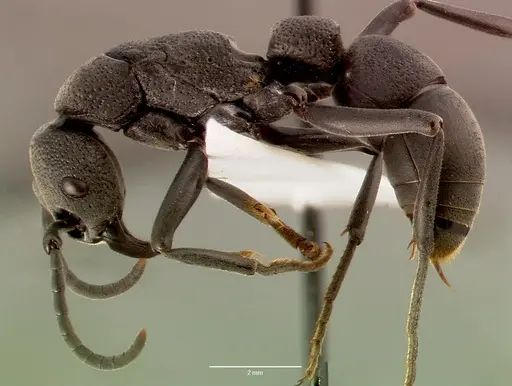 Platythyrea cribrinodis specimen SAM-HYM-C005620A image sam-hym-c005620a_3
