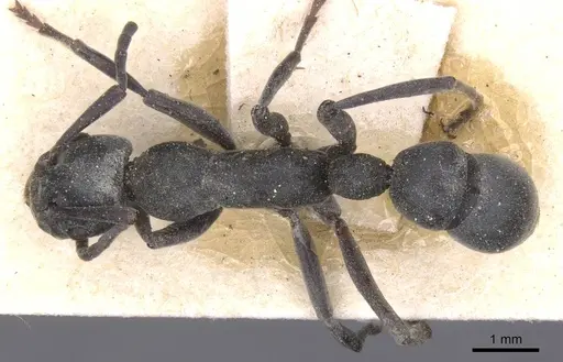Platythyrea crucheti specimen CASENT0915148 image casent0915148_1
