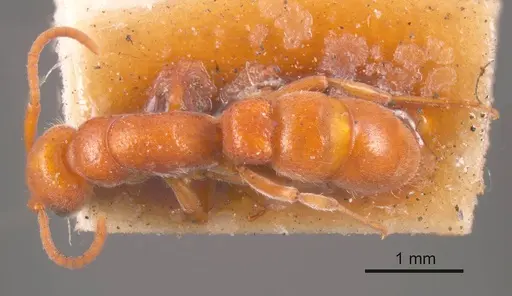 Platythyrea dentinodis specimen ANTWEB1008180 image antweb1008180_1