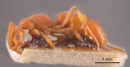 Platythyrea dentinodis specimen ANTWEB1008180 image antweb1008180_2