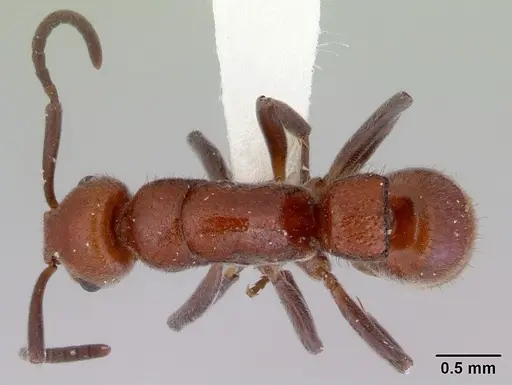 Platythyrea dentinodis specimen CASENT0172409 image casent0172409_1