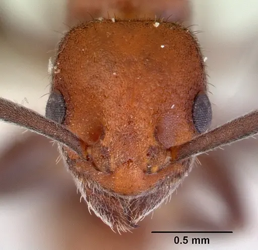 Platythyrea dentinodis specimen CASENT0172409 image casent0172409_2