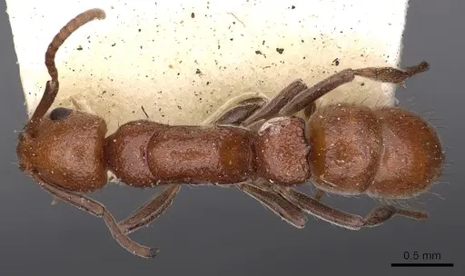Platythyrea dentinodis specimen CASENT0900577 image casent0900577_1