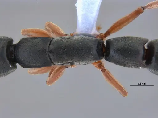 Platythyrea exigua specimen ANTWEB1047054 image antweb1047054_2