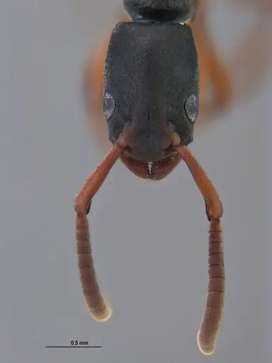 Platythyrea exigua specimen ANTWEB1047054 image antweb1047054_4