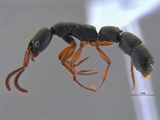 Platythyrea exigua specimen ANTWEB1047054 image antweb1047054_5