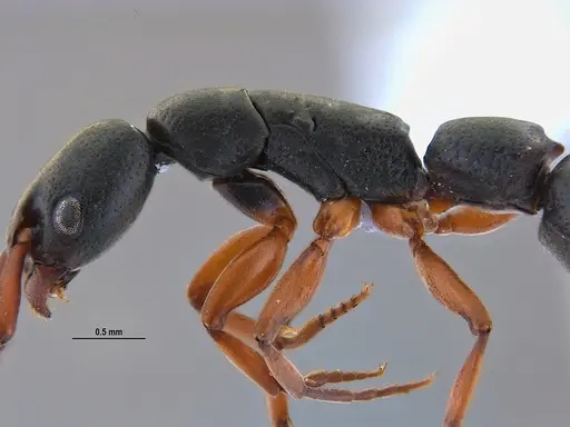 Platythyrea exigua specimen ANTWEB1047054 image antweb1047054_6