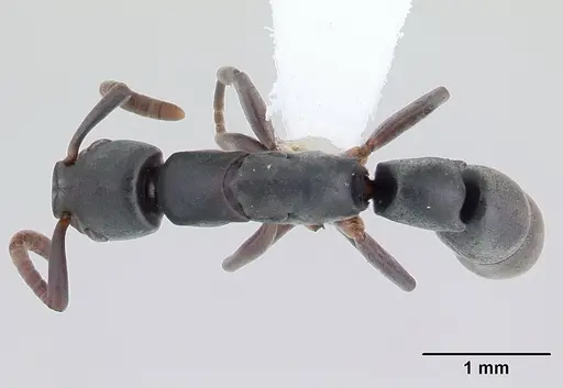 Platythyrea exigua specimen CASENT0178859 image casent0178859_1