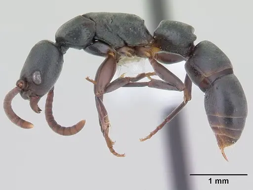 Platythyrea exigua specimen CASENT0178859 image casent0178859_3