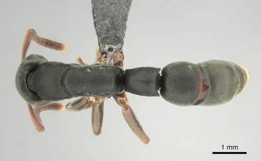 Platythyrea frontalis specimen CASENT0250050 image casent0250050_1