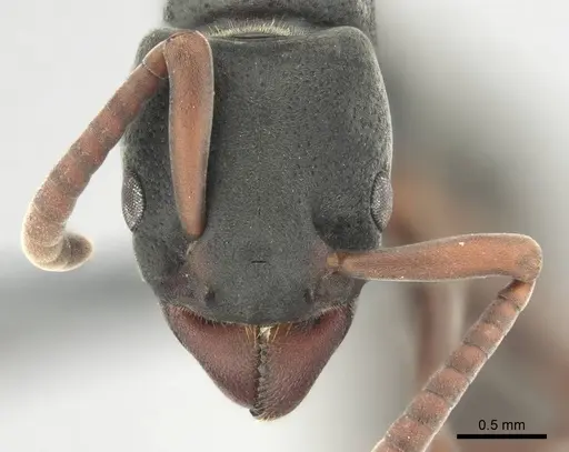 Platythyrea frontalis specimen CASENT0250050 image casent0250050_2