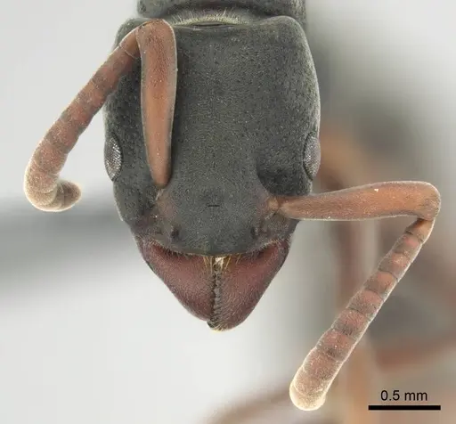 Platythyrea frontalis specimen CASENT0250050 image casent0250050_3