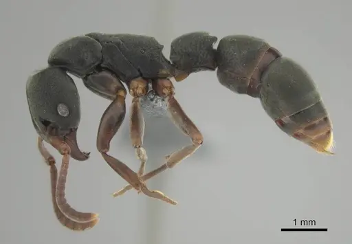 Platythyrea frontalis specimen CASENT0250050 image casent0250050_4