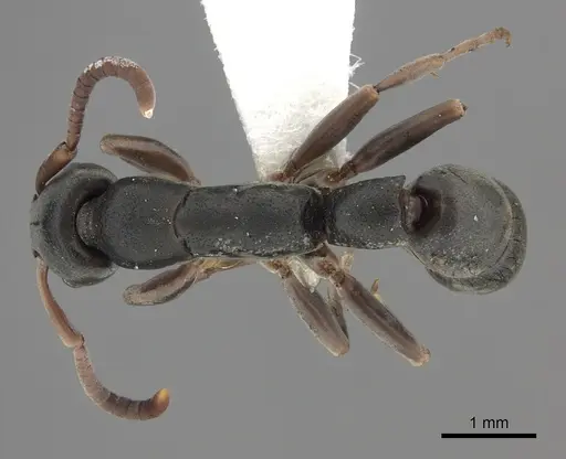 Platythyrea frontalis specimen CASENT0260473 image casent0260473_1