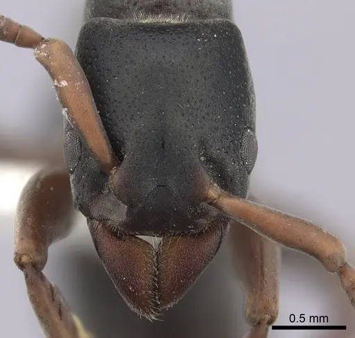 Platythyrea frontalis specimen CASENT0260473 image casent0260473_2