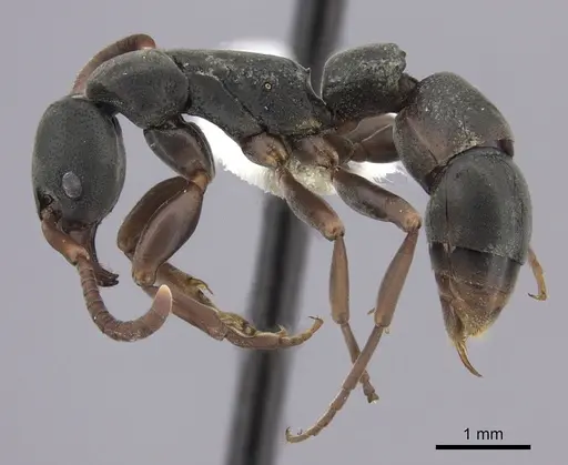 Platythyrea frontalis specimen CASENT0260473 image casent0260473_3