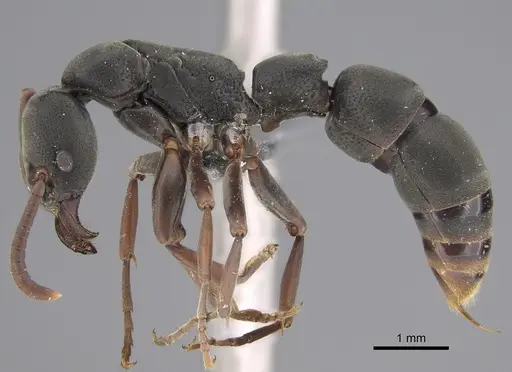 Platythyrea frontalis specimen CASENT0815010 image casent0815010_1