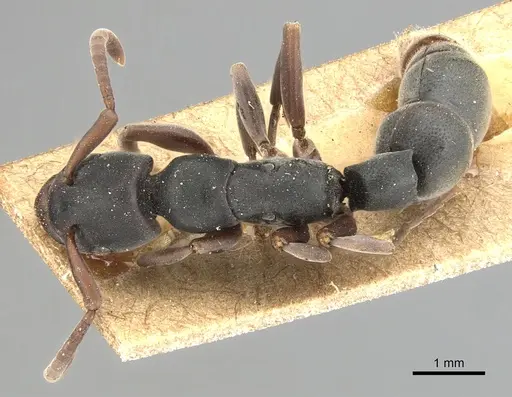 Platythyrea frontalis specimen CASENT0903796 image casent0903796_1
