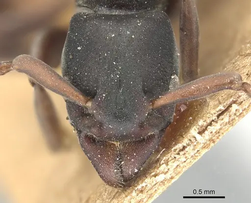 Platythyrea frontalis specimen CASENT0903796 image casent0903796_2
