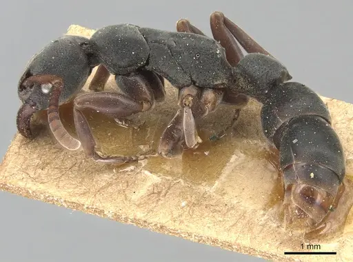 Platythyrea frontalis specimen CASENT0903796 image casent0903796_3