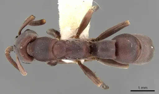 Platythyrea frontalis specimen CASENT0907103 image casent0907103_1