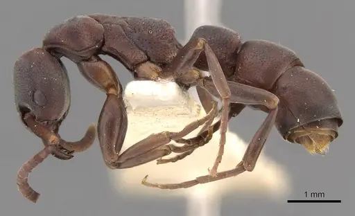 Platythyrea frontalis specimen CASENT0907103 image casent0907103_3