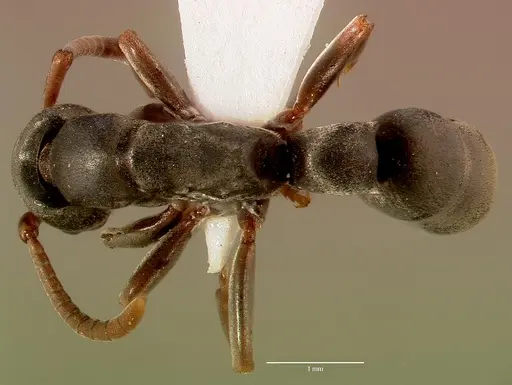Platythyrea frontalis specimen SAM-HYM-C008455A image sam-hym-c008455a_1