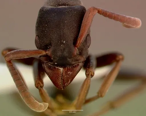 Platythyrea frontalis specimen SAM-HYM-C008455A image sam-hym-c008455a_2