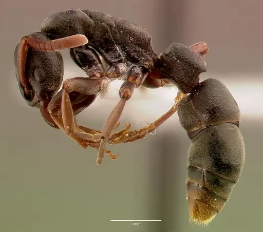 Platythyrea frontalis specimen SAM-HYM-C008455A image sam-hym-c008455a_3