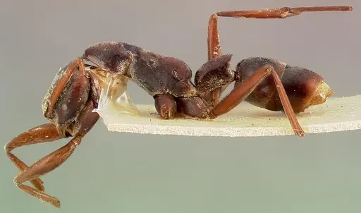 Platythyrea gracillima specimen CASENT0003149 image casent0003149_3