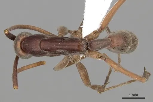 Platythyrea gracillima specimen CASENT0005953 image casent0005953_1