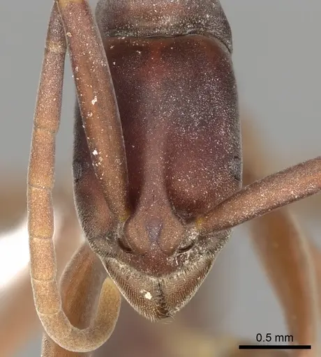 Platythyrea gracillima specimen CASENT0005953 image casent0005953_2