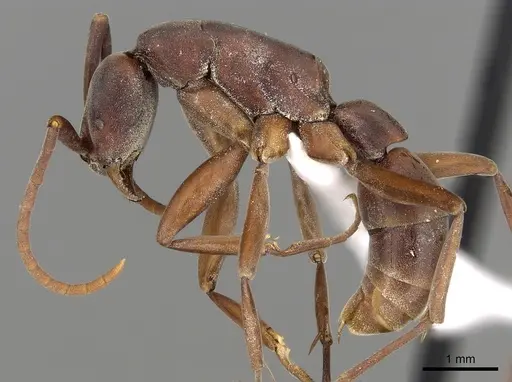 Platythyrea gracillima specimen CASENT0005953 image casent0005953_3